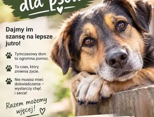 Schronisko w Goździe szuka domów tymczasowych dla psów i seniorów