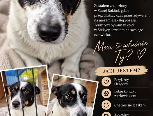 Psiak ze Starej Rokitni szuka domu. Czeka w kojcu w Stężycy